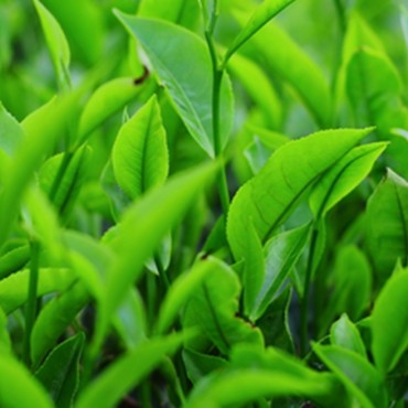 Saison Organic Green Tea Skincare