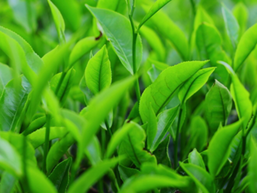 Saison Organic Skincare Ingredients Green Tea